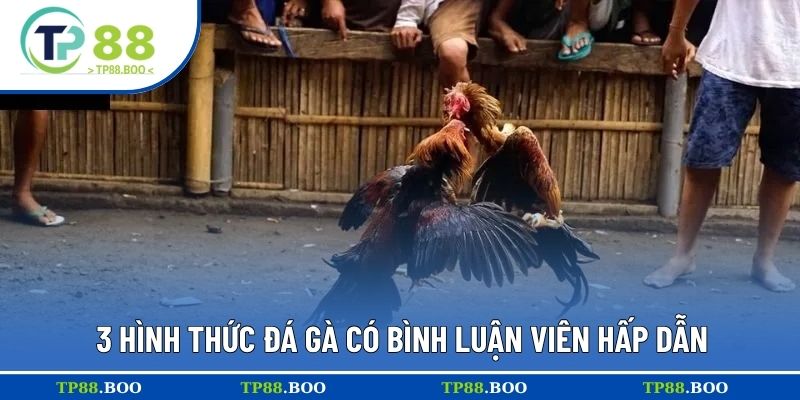 3 hình thức đá gà có bình luận viên hấp dẫn