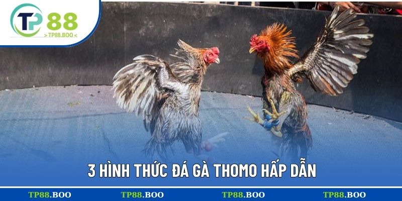 3 hình thức đá gà thomo hấp dẫn