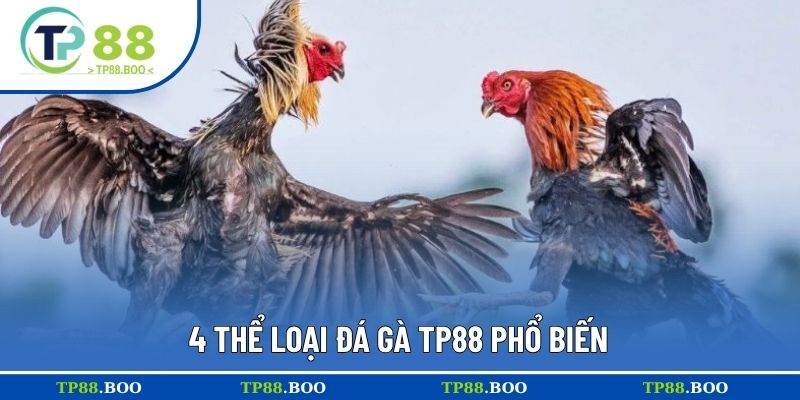 4 thể loại đá gà TP88 phổ biến 