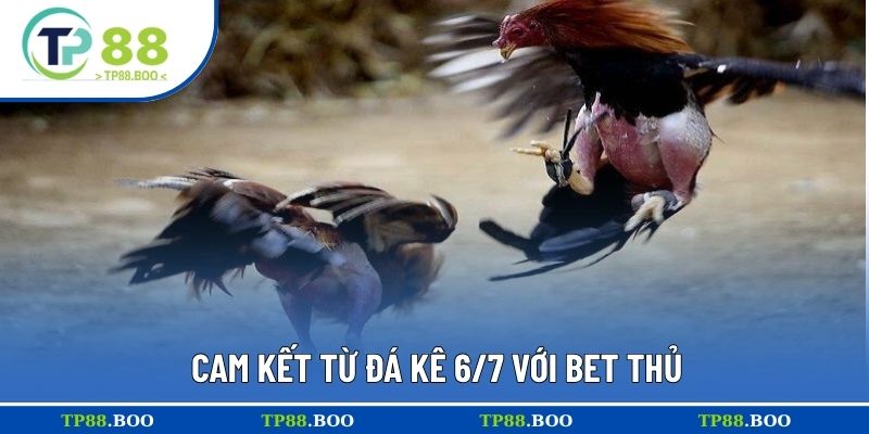Cam kết từ đá kê 6/7 với bet thủ