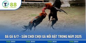 đá gà 6/7