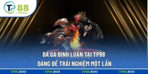 đá gà bình luận