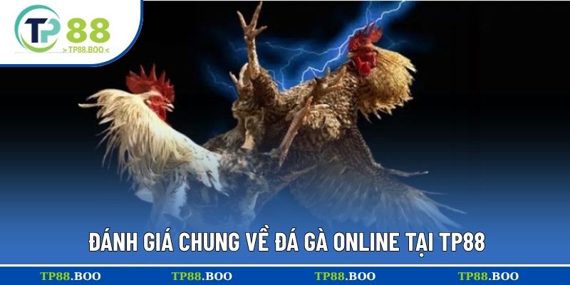 Đánh giá chung về đá gà online tại TP88