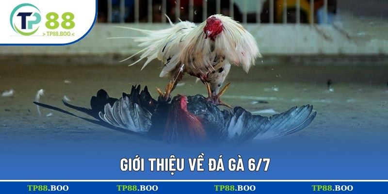 Giới thiệu về đá gà 6/7