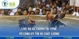 Live đá gà thomo