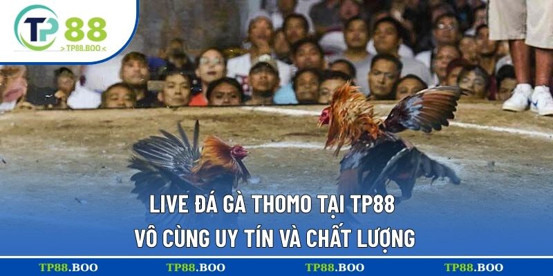 Live đá gà thomo