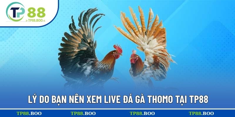 Lý do bạn nên xem live đá gà thomo tại TP88