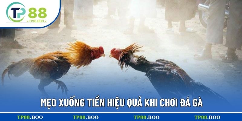 Mẹo xuống tiền hiệu quả khi chơi đá gà