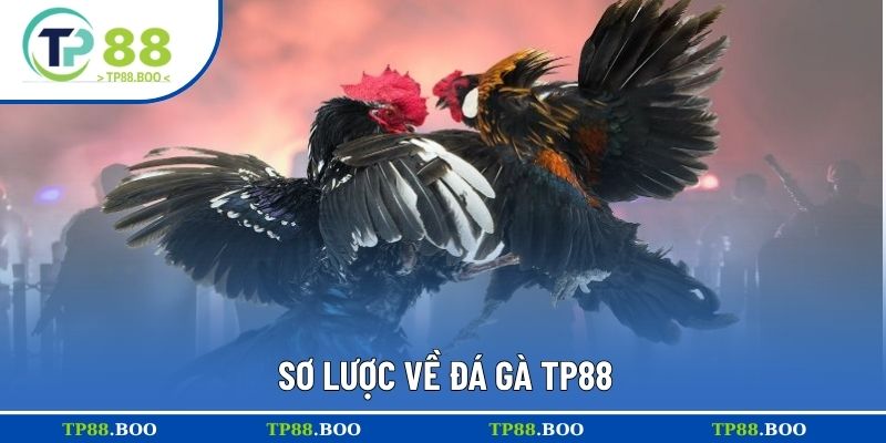Sơ lược về đá gà TP88
