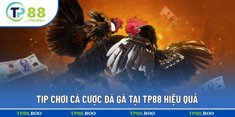Tip chơi cá cược đá gà tại TP88 hiệu quả