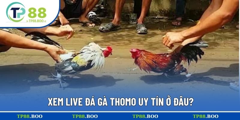 Xem live đá gà thomo uy tín ở đâu?